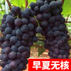 Sunshine rose vine sapphire southern south planted climbing vines Jifeng Grape Miao Special Boat of the year