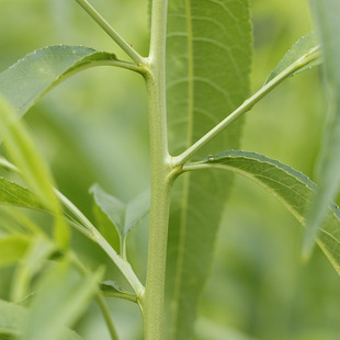 ��Ʒ�N�Ҙ��� �޽Ӯ���Y���ϱ����Nֲ�Ҙ��� �����Ҙ���