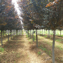 N~^ؼt~~@ֆ̹ľֲ Gľ