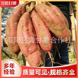 番薯类;瓜果类;速冻果蔬类