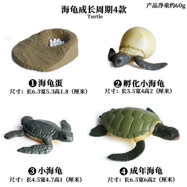 Turtle growth cycle 4 suits