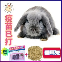 元兮垂耳兔活物兔子活体灰色垂耳兔宠物猫猫兔侏儒兔包活健康养殖