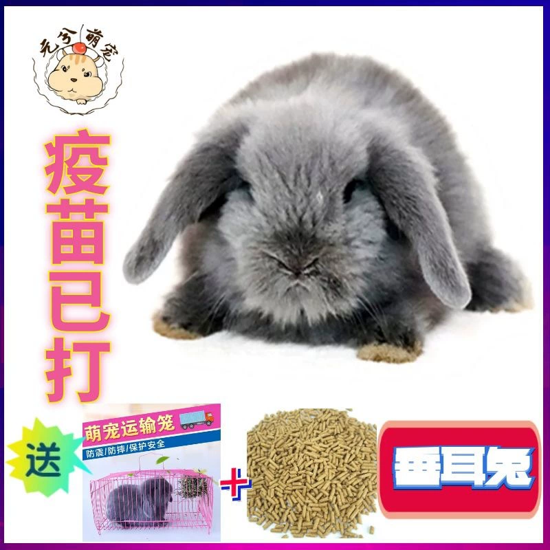 Юань Xi Eiyao кролик живой серое ухо кролик Домашнее животное кошка кролик гном здоровое разведение