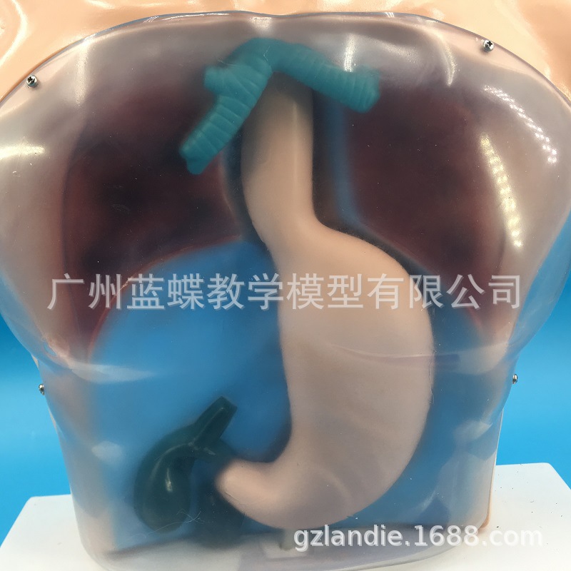 ����ʾ͸��ϴθ����ģ��/ϴθ��ϰģ��/������������ģ����