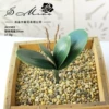 Small JH1903 Phalaenopsis leaves (excluding pots)