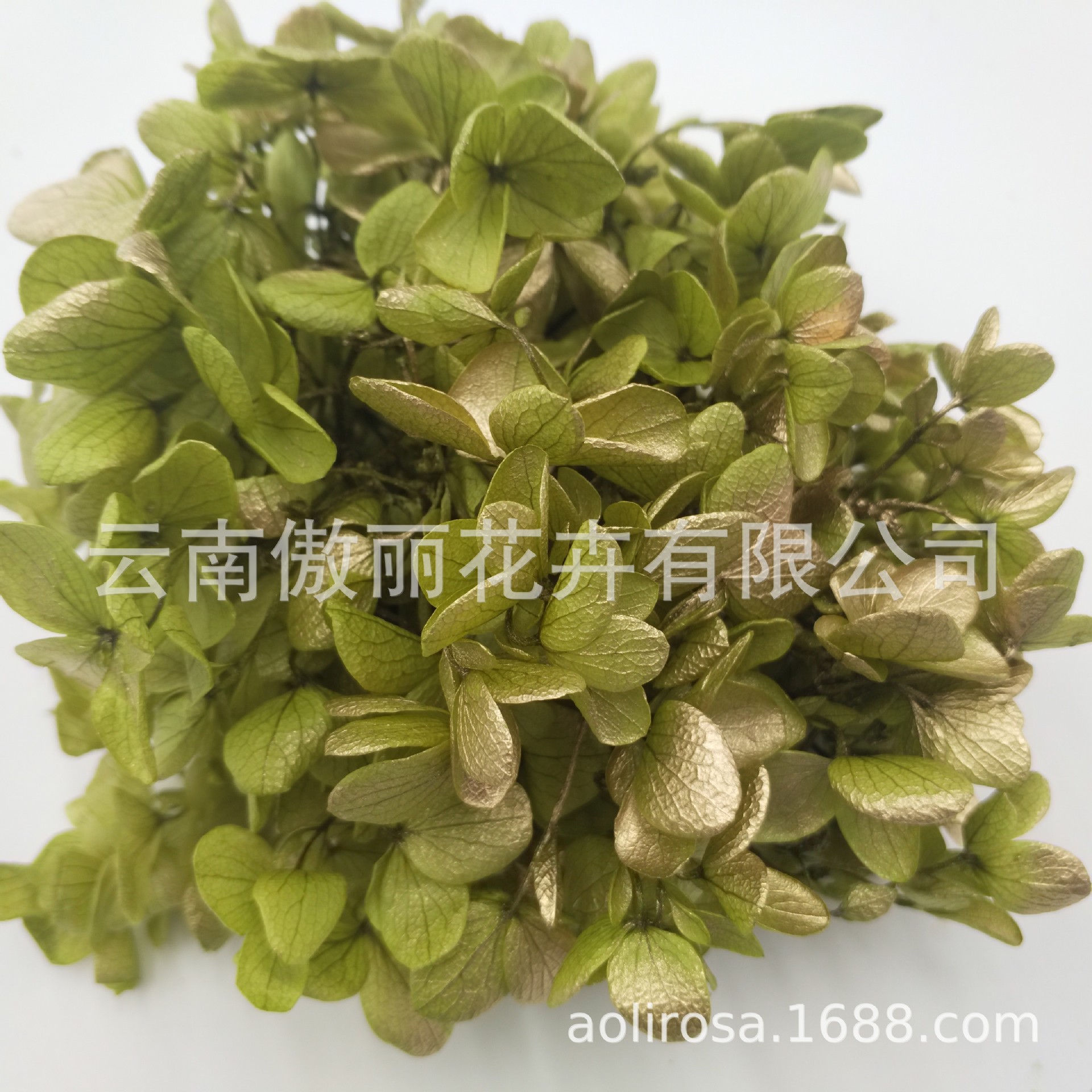 Grado A gradiente de madera Hortensia gradiente Hortensia flor eterna unicornio flor seca Hortensia flor eterna al por mayor