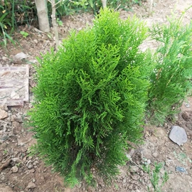 盆栽;乔木;灌木