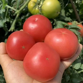 枇杷;石榴;草莓