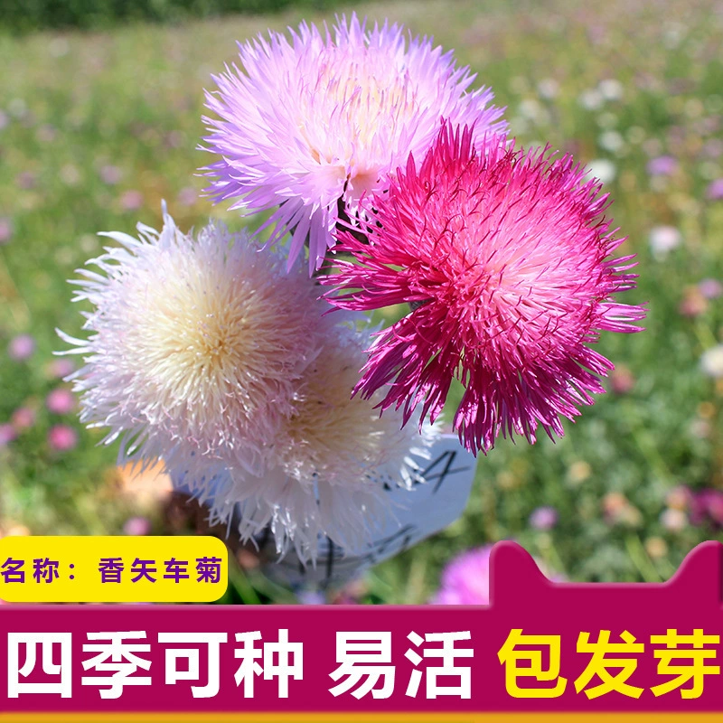 Оптовая Семена Цветов Василек Ландшафтный Дизайн Садового Сада Холодостойкий Весна и осень Посев Семена цветов