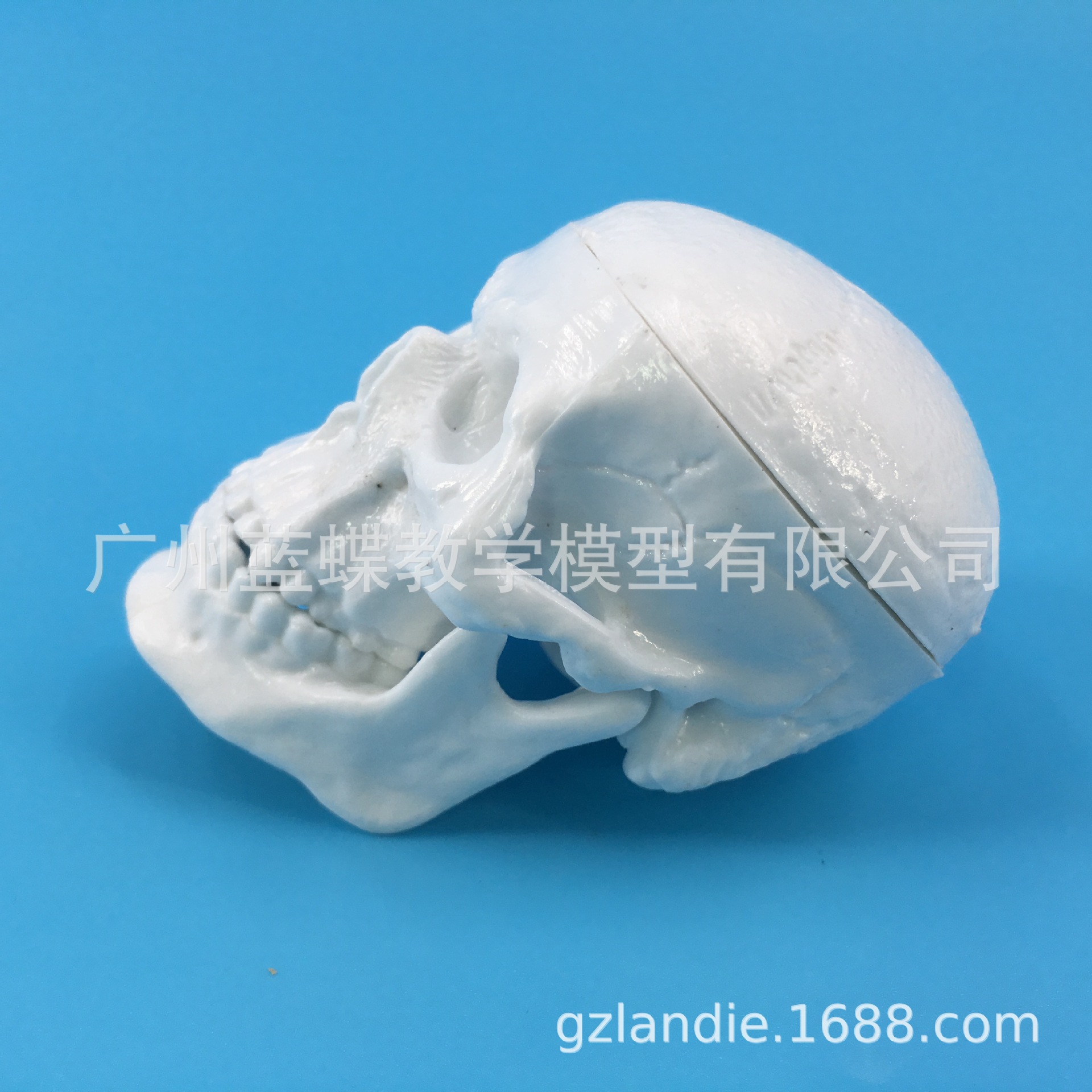 �ɰ���Сͷ��ģ������ҽѧ������������ ͷ��ģ�� ͷ­��ģ��С��