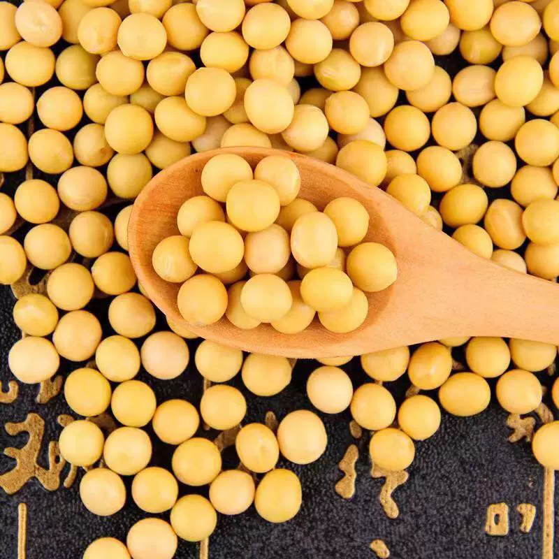 发芽豆  生黄豆 芽豆  黄豆 芽黄豆 豆类 豆芽