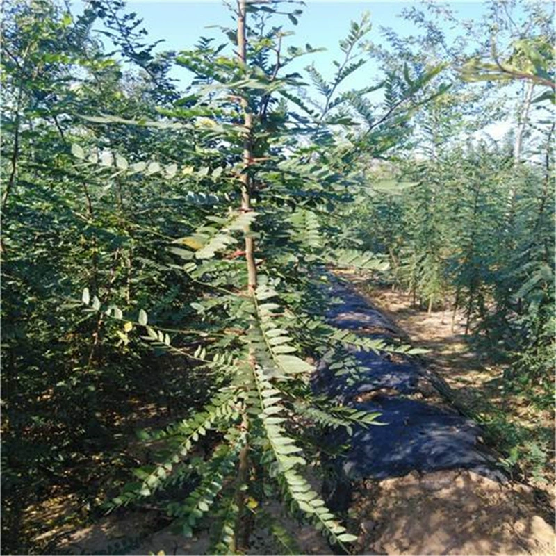 Базовые поставки рассады Gleditsia sinensis продажа саженцев различных спецификаций Цена на саженцы Gleditsia sinensis выгодно приветствуем покупку $