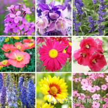 工程绿化宿根花卉种子庭院阳台盆栽植物耐寒花多季开花越冬草籽