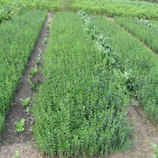 ����ֱ�N����С�~Ůؑ�� ˮϞ���؃r���l ���~ŮؑС�� �t�^Ůؑ