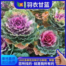直供羽衣甘蓝种子盆栽食用结球卷心菜冬季葵花籽牡丹种植花卉种子