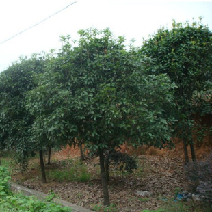  @־GGľˮֲﻨľ Ʒ𻨘