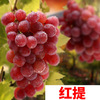 Sunshine rose vine sapphire southern south planted climbing vines Jifeng Grape Miao Special Boat of the year