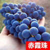 Sunshine rose vine sapphire southern south planted climbing vines Jifeng Grape Miao Special Boat of the year
