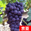 Sunshine rose vine sapphire southern south planted climbing vines Jifeng Grape Miao Special Boat of the year