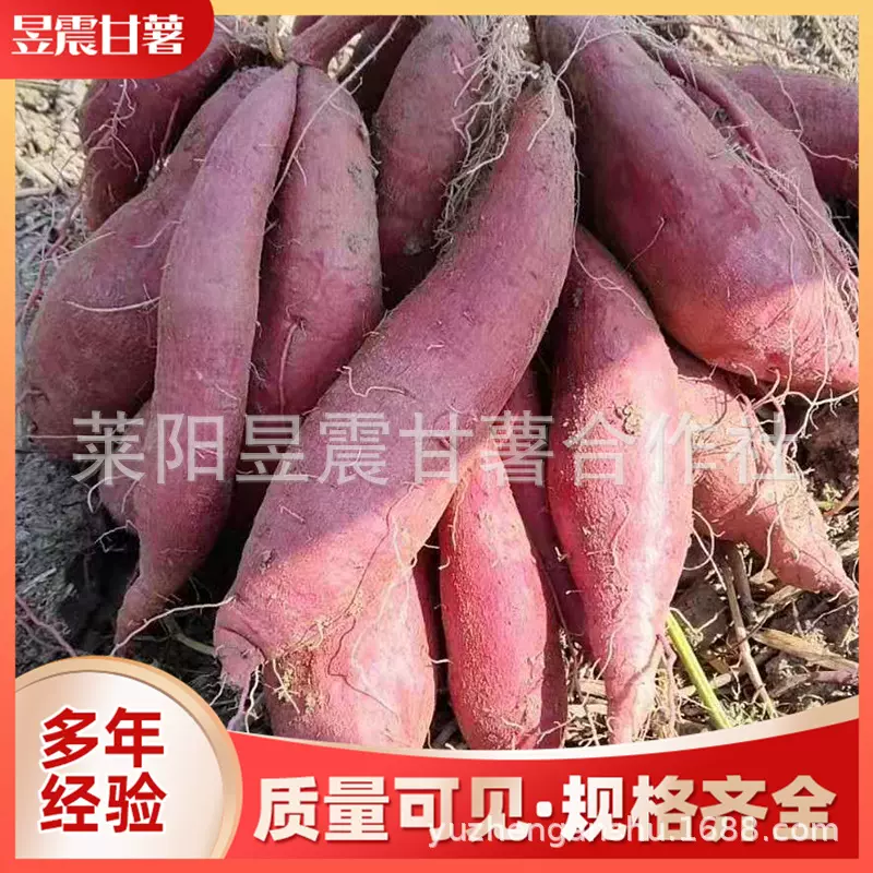 现货批发西瓜红原料自有繁育基地种植糖心沙地西瓜红著地瓜番薯