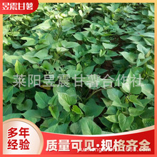 ���������� ���з������س�Ʒ  �عϼt����