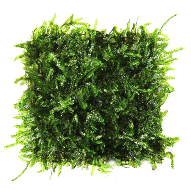Big Triangle Moss 8*20 Moss Water Grass Living Lazy Water Grass Fish Tank Landscape Grassland Wholesale Photosynthetic Water Grass Big Triangle Moss 8*20 Moss Water Grass Living Lazy Water Grass Fish Tank Landscape Grassland Wholesale Photosynthetic Water Grass