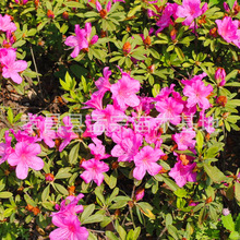 ۴NëNرľɫK繤ɫKcYľl