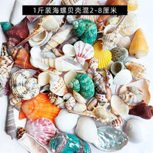 天然海螺贝壳 1斤半斤装多个品种鱼缸造景海螺海盗船捞金地台装饰