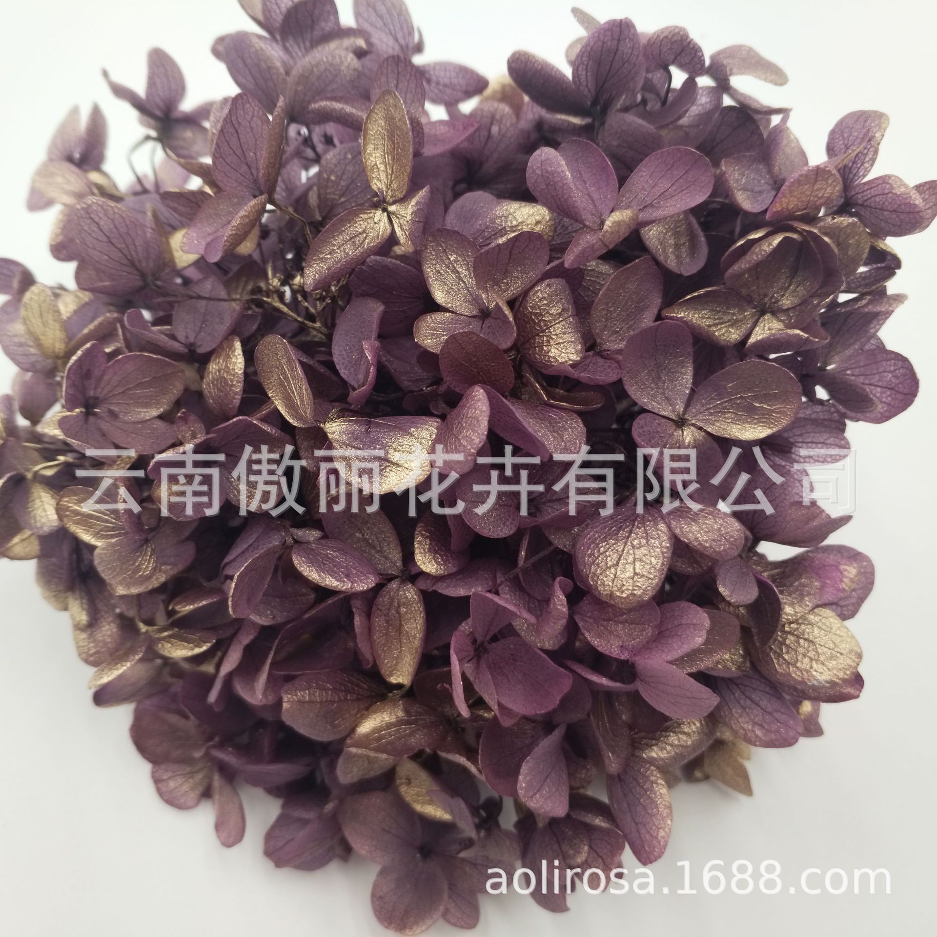 Grado A gradiente de madera Hortensia gradiente Hortensia flor eterna unicornio flor seca Hortensia flor eterna al por mayor