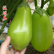 寿光特菜绿罐茄种子茄子种籽青茄子绿皮早熟高产四季耐寒蔬菜种孑