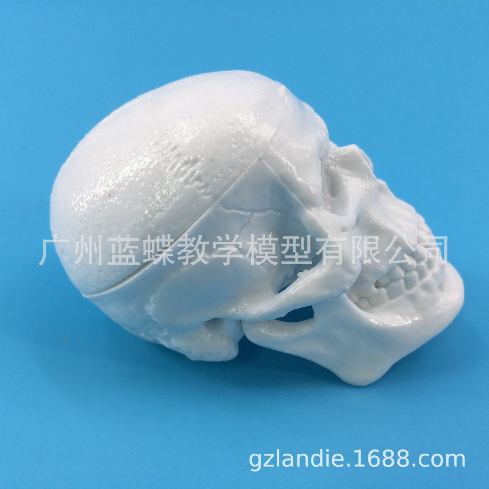 �ɰ���Сͷ��ģ������ҽѧ������������ ͷ��ģ�� ͷ­��ģ��С��