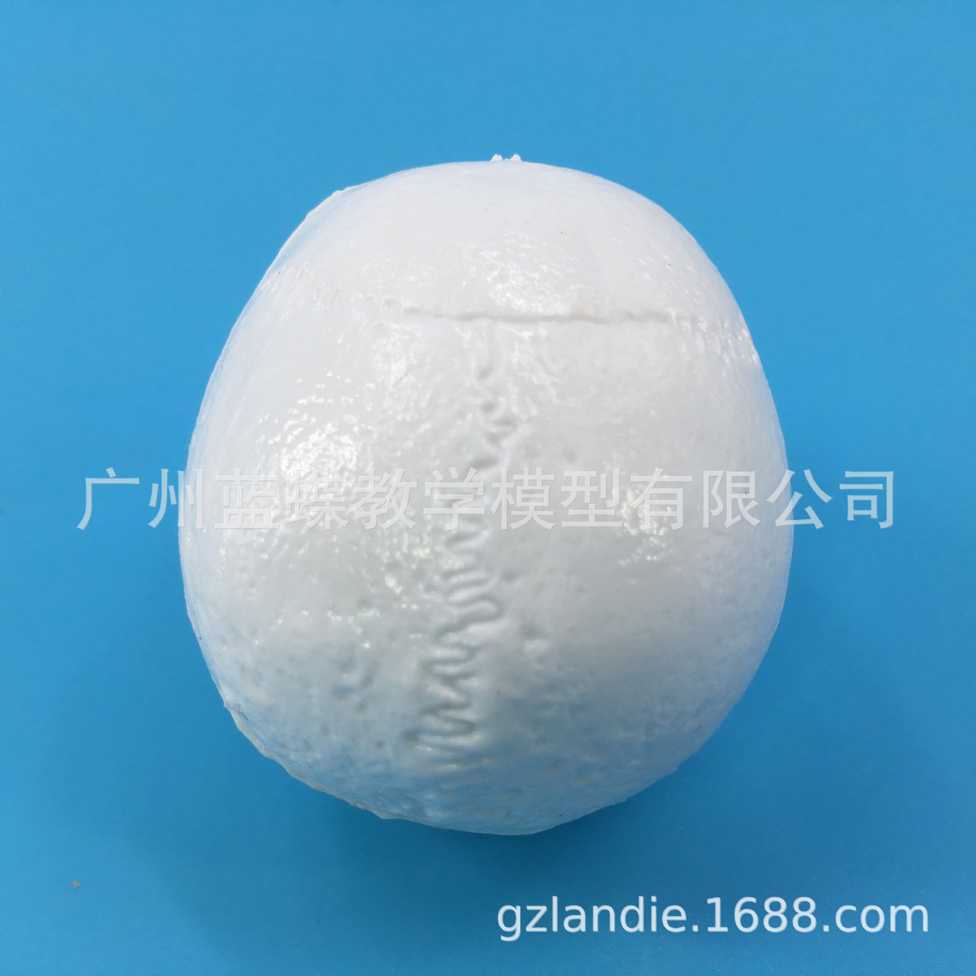 �ɰ���Сͷ��ģ������ҽѧ������������ ͷ��ģ�� ͷ­��ģ��С��