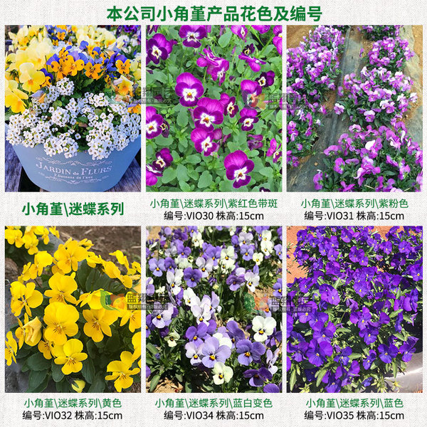 Xiaojiao Viola flower seeds villa garden balcony potted ornamental…