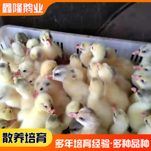 山東鵝幼苗基地大量出售三花鵝鵝苗  產蛋鵝鵝苗多少錢一只