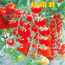 �N�����l �������t�� �}Ů��  �t�Ѿ��߲ˡ��N��N�ӡ��N