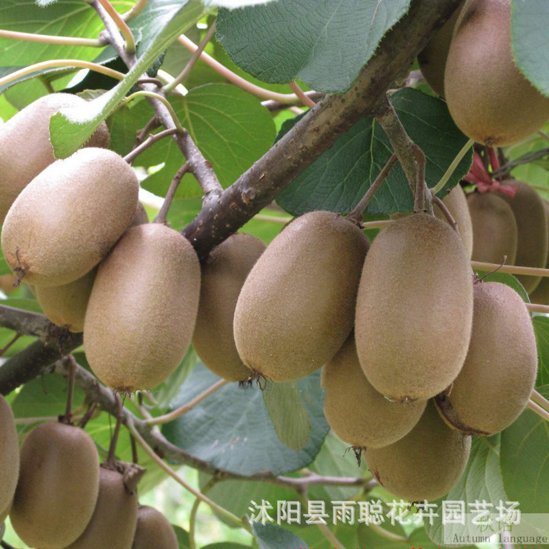 Wholesale kiwi seeds Price kiwi seed sales of the year