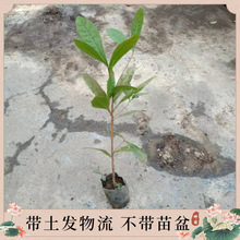 苗圃直供神秘果树苗庭院盆栽花卉四季开花结果树变味果盆栽果树苗