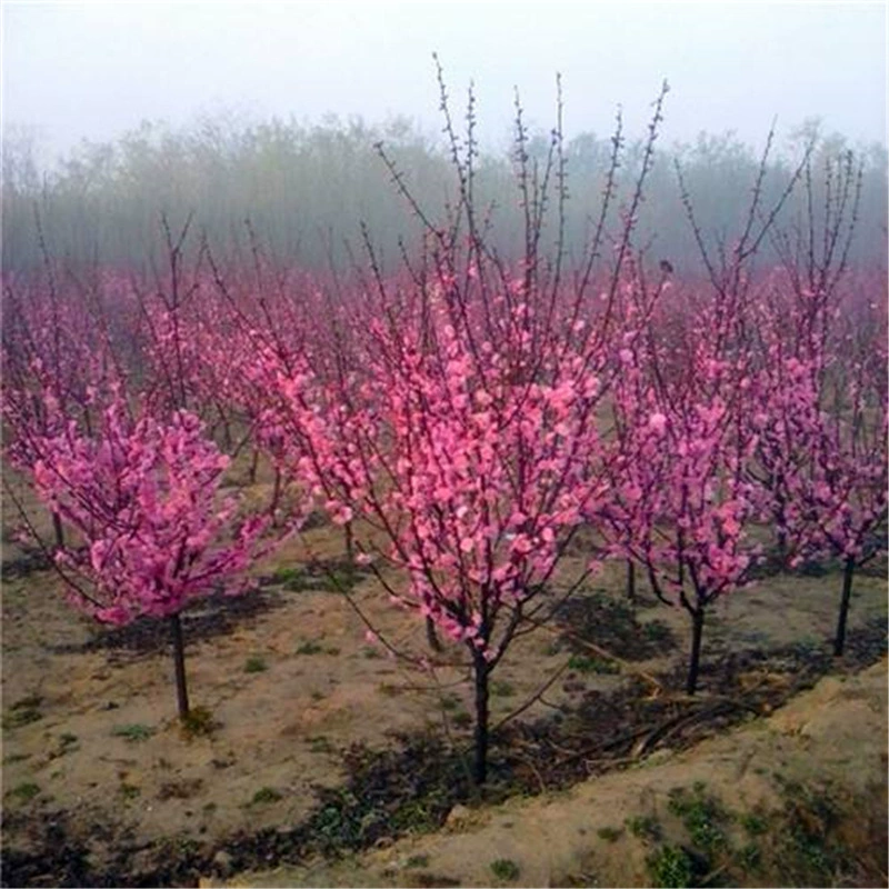 Базовый прямой проект озеленения саженцы оптом саженцы вяза сливы полные спецификации высокое качество и низкая цена $
