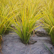 ������ �S���� ���� ˮ���� ʯ���� ˮ��ֲ�� ���󃞻ݻ���ֱ�N