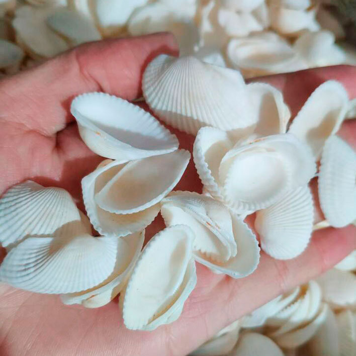 Qui Tong white hair shellfish 4-5cm factory scallop raw material wholesale shellfish accessories conch shell fish tank decoration 2-3cm Qui Tong white hair shellfish 4-5cm factory scallop raw material wholesale shellfish accessories conch shell fish tank decoration 2-3cm