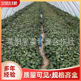 番薯类;瓜果类;速冻果蔬类