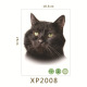 XP2008