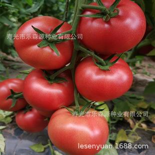 ���ѷN�����l��TY��ɫ���t���N�� ë�ۚW��258�N�����t���N��