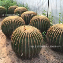 大型仙人球批发 Echinopsis 金琥金虎园林绿化仙人柱漳州产地直销