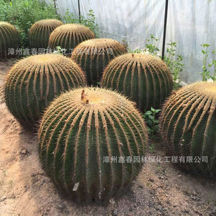 �������������l Echinopsis �����𻢈@�־G�����������ݮa��ֱ�N