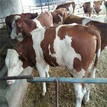 西門塔爾肉牛苗 小牛犢價格 懷孕母牛 提供技術資料