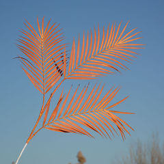 北歐網紅葉仿真鳳尾竹散尾葵攝影綠植物綠葉婚禮插花裝飾道具