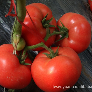 �߲˷N�����l��TY��ɫ���t��ë�����ӷ��њW��N��۹�a��