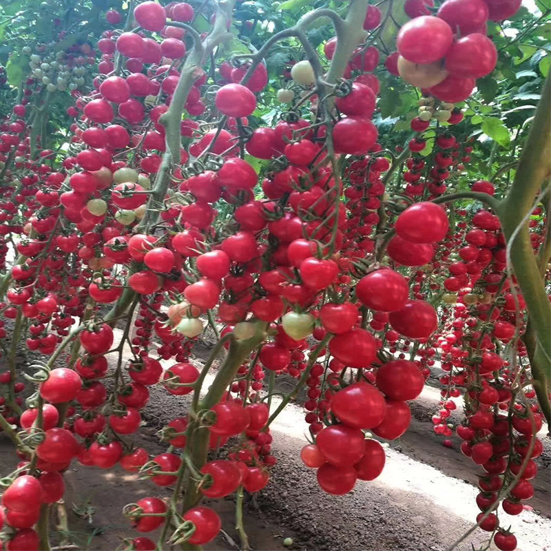 小番茄种子樱桃抗病毒抗TY病毒种抗病性强新品种