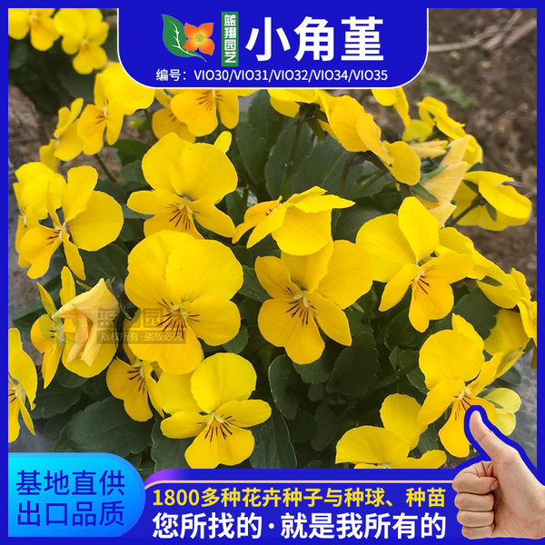 Xiaojiao Viola flower seeds villa garden balcony potted ornamental…
